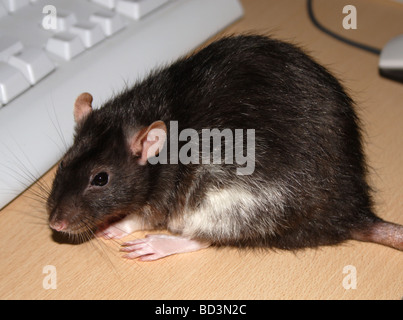 Berkshire femelle du rat (Rattus norvegicus) sur 24 Banque D'Images