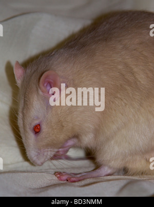 La crème des hommes plaqués Rat (Rattus norvegicus) grooming Banque D'Images