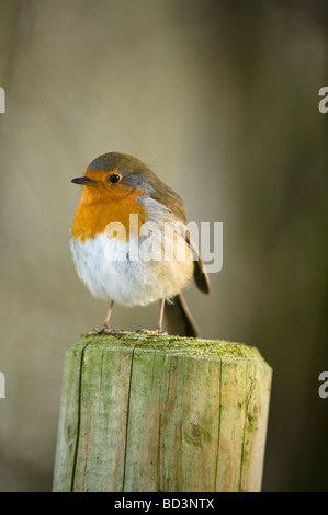 European Robin (Erithacus rubecula aux abords) Golden Acre perché adultes Réserve Naturelle Leeds West Yorkshire Angleterre UK Banque D'Images