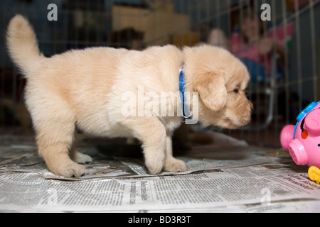 Quatre semaines chiot Golden Retriever. Banque D'Images