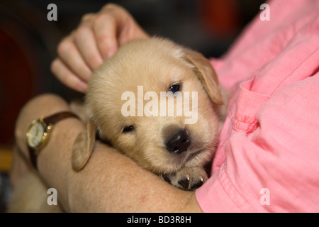 Quatre semaines chiot Golden Retriever Banque D'Images