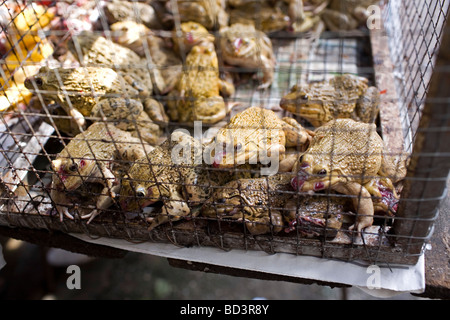 La grenouille comestible chinois, de l'Asie de l'ouaouaron, grenouille ou taïwanaise (Hoplobatrachus rugulosus) Banque D'Images