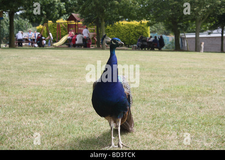 Paons à Wingham Wildlife Park Banque D'Images