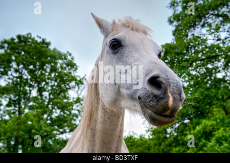 Head shot of a white face chevaux arabes mare Banque D'Images