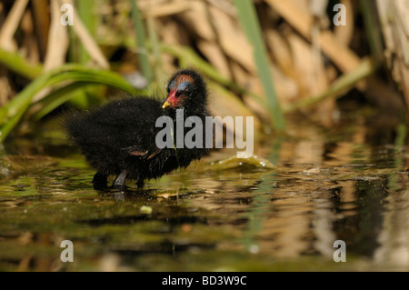 Les jeunes poussins poule d'eau en close up Banque D'Images