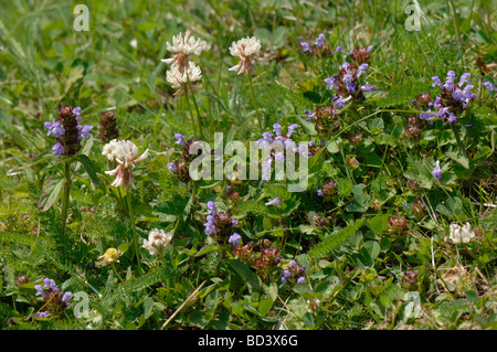 S'auto-guérir et le trèfle blanc floraison dans un jardin pelouse en été Banque D'Images
