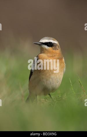 Groenland mâles traquet motteux, Oenanthe oenanthe leucorhoa, plumage d'automne, UK. Banque D'Images