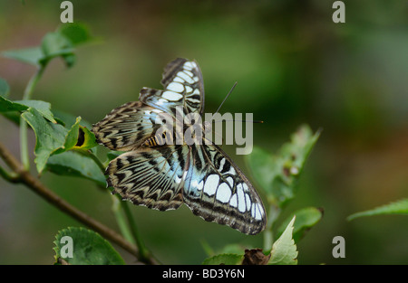 Papillon Clipper bleu malaisien Banque D'Images