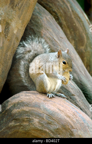 Belle photo de squirrel manger une noix Banque D'Images