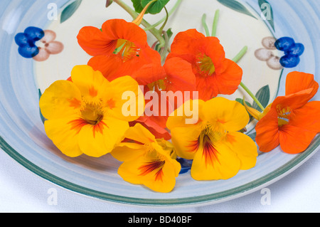 Fleurs de capucine comestibles utilisés dans les salades Banque D'Images