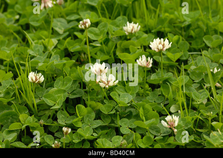 Le trèfle blanc (trèfle), Trifolium repens, dans les prairies de fleurs sauvages, prairie, Ecosse Banque D'Images