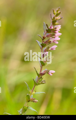 Red Bartsia Odontites vernus, fleurs sauvages, au bord de la prairie prairie, Ecosse Banque D'Images