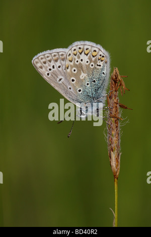 Polyommatus icarus, BLEU commun, papillon se percher, UK. Banque D'Images
