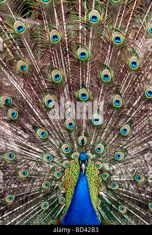 Peacock struts fièrement ses plumes colorées. Banque D'Images