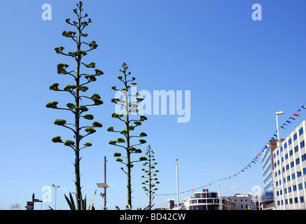 Trois Agave americana Banque D'Images