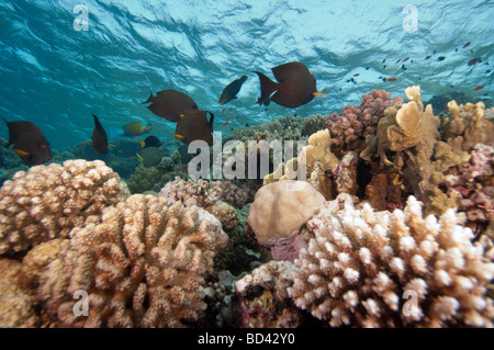 Striped Bristletooth poissons nagent sur les récifs sous-marins en eau peu profonde dans ce paysage marin. Banque D'Images