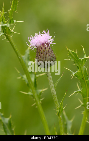 Chardon, Cirsium arvense, en bordure de fleurs sauvages des prairies / pré, Ecosse Banque D'Images