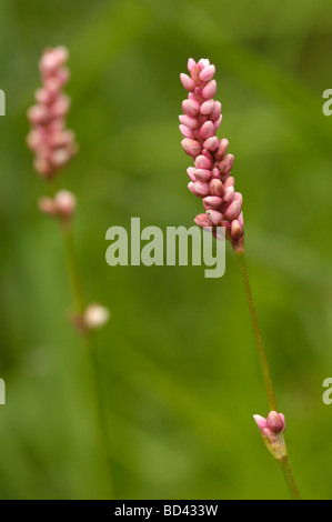 Chevalier arlequin, Persicaria maculosa (Polygonum persicaria), des zones humides, prés de fleurs sauvages en Ecosse Banque D'Images