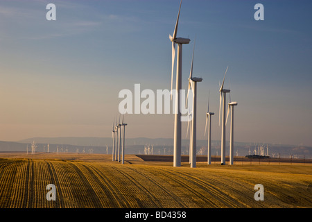 Les éoliennes, l'exploitation d'éoliennes dans les champ de blé. Banque D'Images