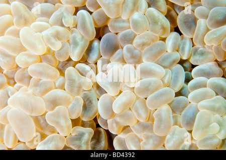 Close up of bubble coral pendant le jour montrant le raisin ou bulle-comme les structures d'où il tient son nom. Banque D'Images