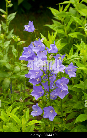 Un cluster de Blue Bell comme des fleurs dans un jardin d'été dans la région de Winkler Manitoba Canada Banque D'Images