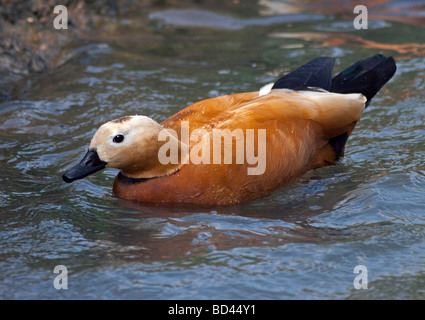 Tadorne Casarca (Tadorna ferruginea) natation Banque D'Images