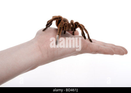 Araignée sur la main Banque D'Images