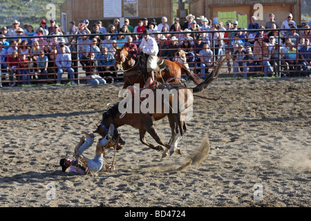 Cowboy être projeté hors du bucking bronco à un rodéo au Montana Banque D'Images