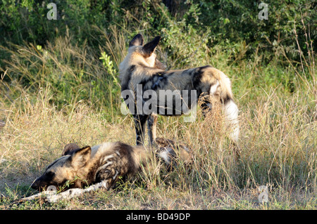 Lycanon Lycaons pictus early morning light Parc National Kruger en Afrique du Sud Banque D'Images