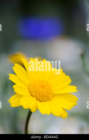 Marigold Chrysanthemum segetum de maïs dans un champ de mauvaises herbes arables Cornwall Banque D'Images