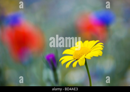 Marigold Chrysanthemum segetum de maïs dans un champ de mauvaises herbes arables Cornwall Banque D'Images