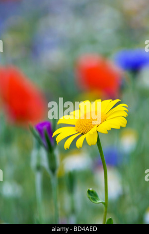 Marigold Chrysanthemum segetum de maïs dans un champ de mauvaises herbes arables Cornwall Banque D'Images