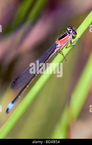 Demoiselle d'Ischnura elegans queue bleu forme féminine rufescens Banque D'Images