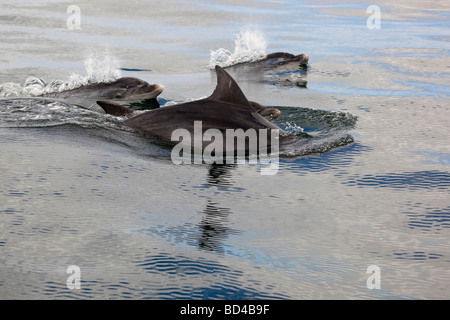 Pod de grands dauphins Tursiops truncatus Banque D'Images