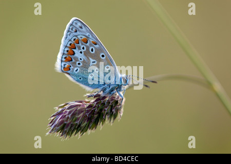 Papillon bleu commun Polyommatus icarus Banque D'Images