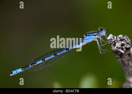 Enallagma bleue mâle atricollis Banque D'Images