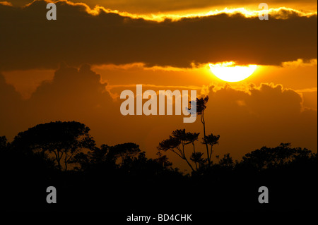 Coucher du soleil à parc national de Soberania, République du Panama. Banque D'Images