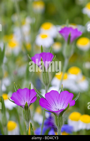 La nielle Agrostemma githago en prairie avec les mauvaises herbes arables Banque D'Images