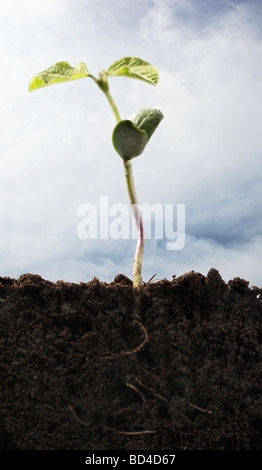 Les jeunes plantes de soja et système racine indiqué ci-dessous de la surface du sol Banque D'Images