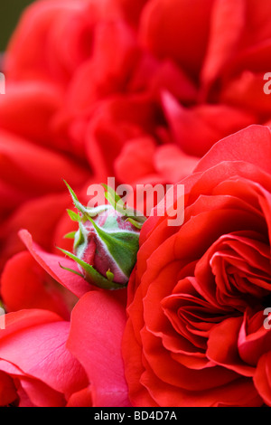 rose rouge de patio Banque D'Images