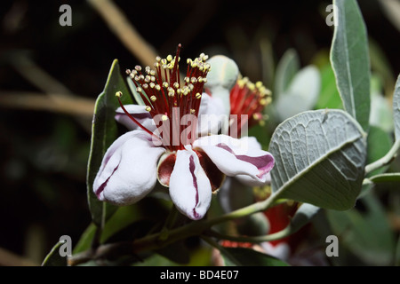 Campagne du Latium Italie fleurs Feijoa Goyave Ananas Banque D'Images