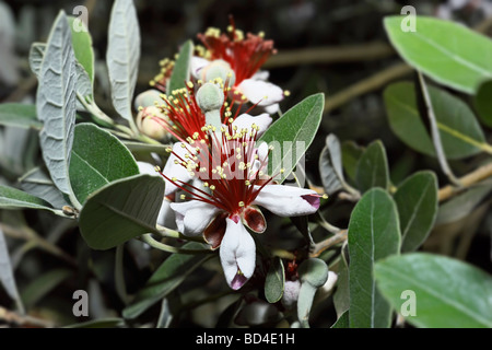 Campagne du Latium Italie fleurs Feijoa Goyave Ananas Banque D'Images