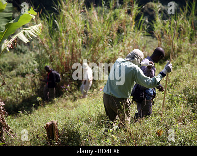 Un couple de personnes âgées gorille de montagne dans le sud-ouest de la Forêt impénétrable de Bwindi en Ouganda Banque D'Images