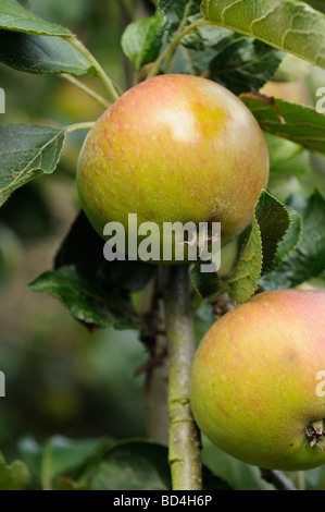 Le mûrissement des pommes sur l'arbre Banque D'Images