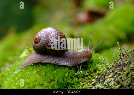 (Helix pomatia) macro escargots Banque D'Images