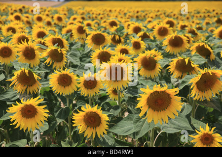 Dans un champ de tournesols prises dans le département français de la Vienne en France Banque D'Images