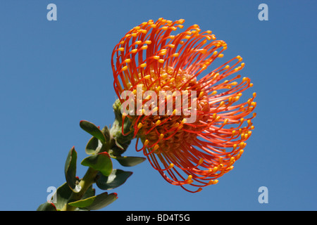 Leucospermum cordifolium Pinhion Protea une fleur tropicale orange avec un bourgeon sur fond de ciel bleu bas angle gros plan horizontal aux États-Unis US haute résolution Banque D'Images