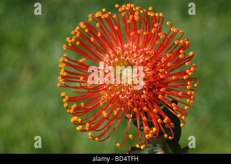 Leucospermum cordifolium Pinhion Protea une fleur tropicale orange sur fond flou vert angle bas gros plan personne horizontal aux États-Unis haute résolution Banque D'Images