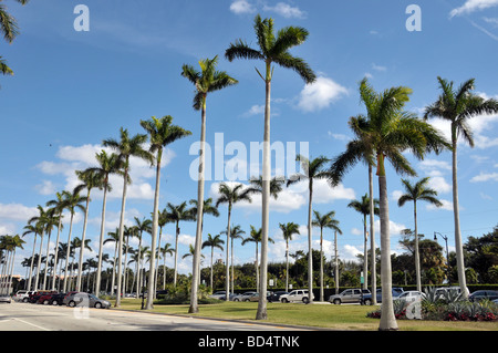 Royal Palms line downtown Delray Beach Boulevard. Banque D'Images