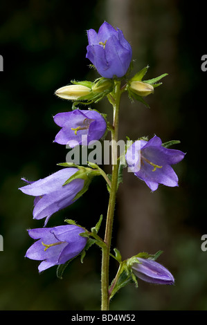 La campanule à feuilles d'ortie - campanula trachelium Banque D'Images